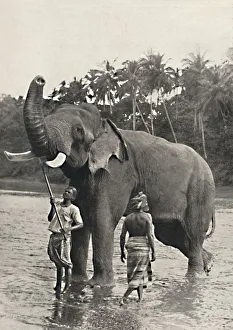 Georg Moller Prints: Elefant in der Mahavaliganga, 1926
