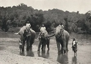 Georg Moller Prints: Elefanten im Bade (Mahaaliganga), 1926