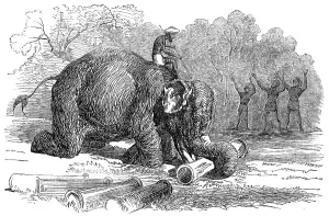 Trunk Prints: Elephant assisting to lay down water-pipes near Kandy, in Ceylon, 1856. Creator: Unknown