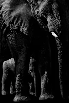 ART Collection: Elephant and Baby. Creator: Viet Chu