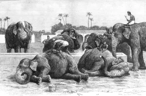 Mahouts Prints: An Elephant Battery in India; The Morning Bath before Breakfast, 1890. Creator: Unknown