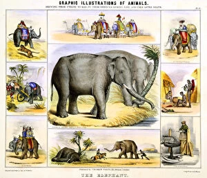 Benjamin Waterhouse Hawkins Collection: The Elephant, c1850. Artist: Benjamin Waterhouse Hawkins