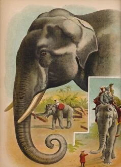 Babys Animal Picture Book Gallery: The Elephant, c1900. Artist: Helena J. Maguire