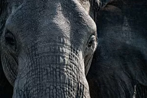 Sunlit Collection: Elephant Close up. Creator: Viet Chu