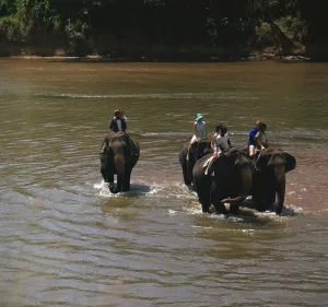 Cooling Off Prints: Elephant cooling off in a river. Artist: CM Dixon