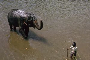Kandy Gallery: Elephant cooling off in a river in Sri Lanka. Artist: CM Dixon