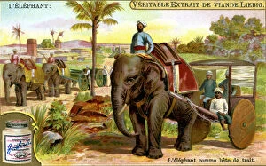 Liebig Gallery: The Elephant as draught animal, c1900