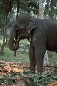 Maha Nuvara Gallery: Elephant eating in Sri Lanka. Artist: CM Dixon