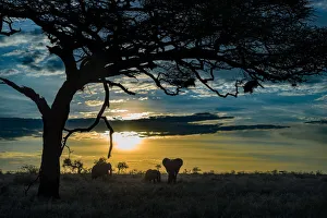 Dusk Gallery: Elephant Family. Creator: Viet Chu