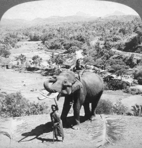 An elephant and its keeper, Sri Lanka, 1902.Artist: Underwood & Underwood An elephant and its keeper, Sri Lanka, 1902.Artist: Underwood & Underwood