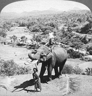Images Dated 3rd March 2008: An elephant and its keeper, Sri Lanka, 1902.Artist: Underwood & Underwood