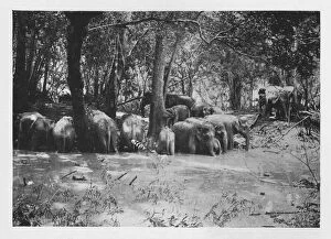 Alfred William Amandus Plate Gallery: Elephant Kraaling in Ceylon at a Waterhole inside the Stockade, c1890, (1910)