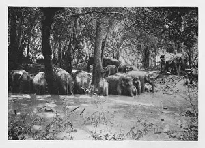 Kraal Prints: Elephant Kraaling in Ceylon at a Waterhole inside the Stockade