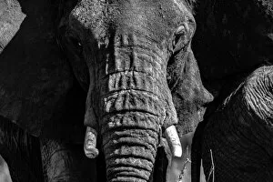 Wisdom Gallery: Elephant Matriarch. Creator: Viet Chu