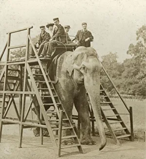 Elephant ride