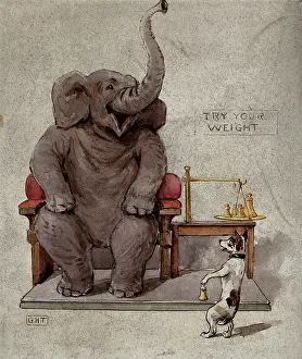 Weights And Measures Prints: An elephant seated in an armchair is being weighed by a small dog