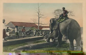Elephant Stucking Timber, c1900