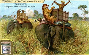 The Elephant on a tiger hunt, c1900