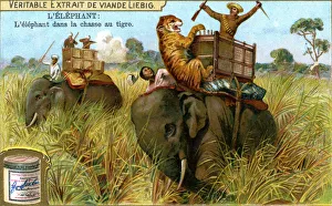 Siegfried Marcus Gallery: The Elephant on a tiger hunt, c1900