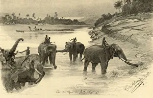 Mahouts Prints: Elephants on the banks of the Mahaweli River