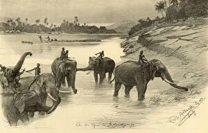 Sri Lanka Gallery: Elephants on the banks of the Mahaweli River, Ceylon, 1898. Creator: Christian Wilhelm Allers
