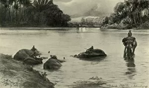 Ceylon Collection: Elephants bathing in the Mahaweli river, Ceylon, 1898. Creator: Christian Wilhelm Allers