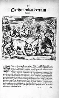 Duelling Gallery: Elephants Fighting, 1606. Artist: Theodore de Bry