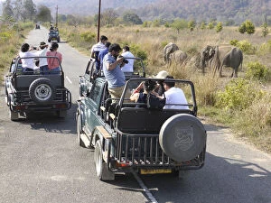 Tourists Gallery: Elephants, Jim Corbett Tiger reserve, Uttarakhand, India. Creator: Unknown