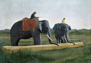 Elephants moving a log, Ceylon, c1890. Artist: Gillot