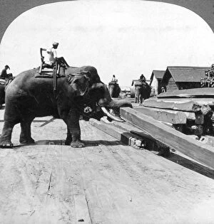 Images Dated 3rd March 2008: Elephants moving timber, Rangoon, Burma (Myanmar), 1900s.Artist: Underwood & Underwood