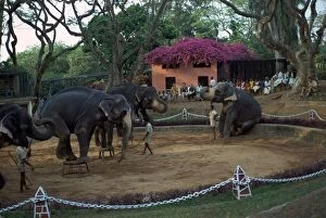 Elephants performing at Columbo zoo in Sri Lanka. Artist: CM Dixon