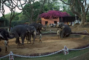 Colombo Prints: Elephants performing at Columbo zoo in Sri Lanka. Artist: CM Dixon