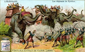 Liebig Gallery: The Elephants of Pyrrhus, c1900