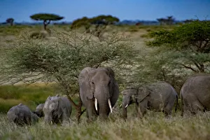 ART Collection: Elephants at Rest. Creator: Viet Chu