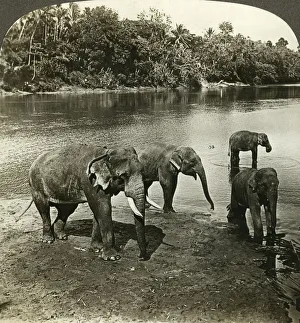 Elephants, Sri Lanka (Ceylon). Artist: Underwood & Underwood