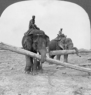 Rangoon Prints: Elephants working in a lumber yard, Rangoon, Burma, 1908. Artist: Stereo Travel Co