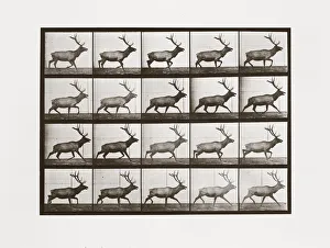 Elk, Plate 692 from Animal Locomotion, 1887 (photograph)