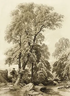 Jd Harding Prints: Elm and Birch, from The Park and the Forest, 1841. Creator: James Duffield Harding
