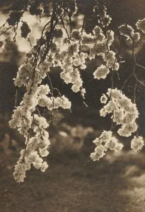 Textured Prints: Elm blossom, c1930s. Creator: Henry Edward Gaze