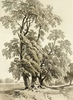 Images Dated 10th February 2022: Elm, from The Park and the Forest, 1841. Creator: James Duffield Harding