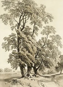 Underneath Prints: Elm, from The Park and the Forest, 1841. Creator: James Duffield Harding