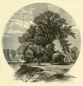 Elms on the Genesee Flats, 1874. Creator: John J. Harley Elms on the Genesee Flats, 1874. Creator: John J. Harley