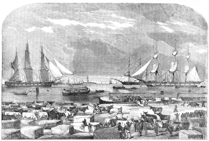 Beef Prints: Embarkation of Cattle, at Trieste for the Auxiliary Army in the East