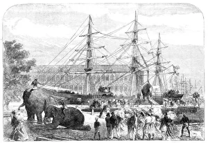 Mumbai Maharashtra India Prints: Embarking elephants at Bombay for the Abyssinian Expedition, 1868. Creator: C. R