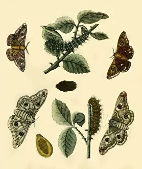 Chrysalis Gallery: Emperor Moth, 1749, (1943). Creator: H Terasson