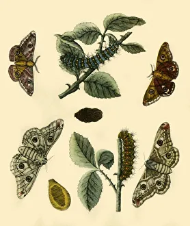 Chrysalis Gallery: Emperor Moth, 1749, (1943). Creator: H Terasson