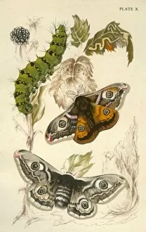 Gender Gallery: Emperor moths, 19th century. Creator: Unknown
