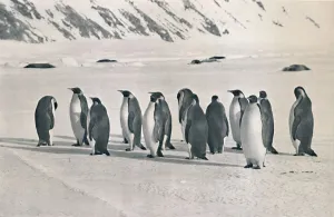 Penguin Prints: Emperor Penguins, 1911, (1913). Artist: Frank Debenham