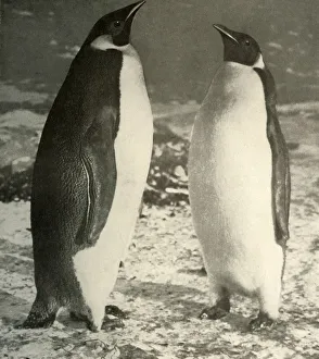 Penguin Prints: Two Emperor Penguins, c1908, (1909)