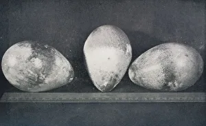 Penguin Prints: Emperor Penguins Eggs from Cape Crozier, 1911, (1913). Artist: Herbert Ponting
